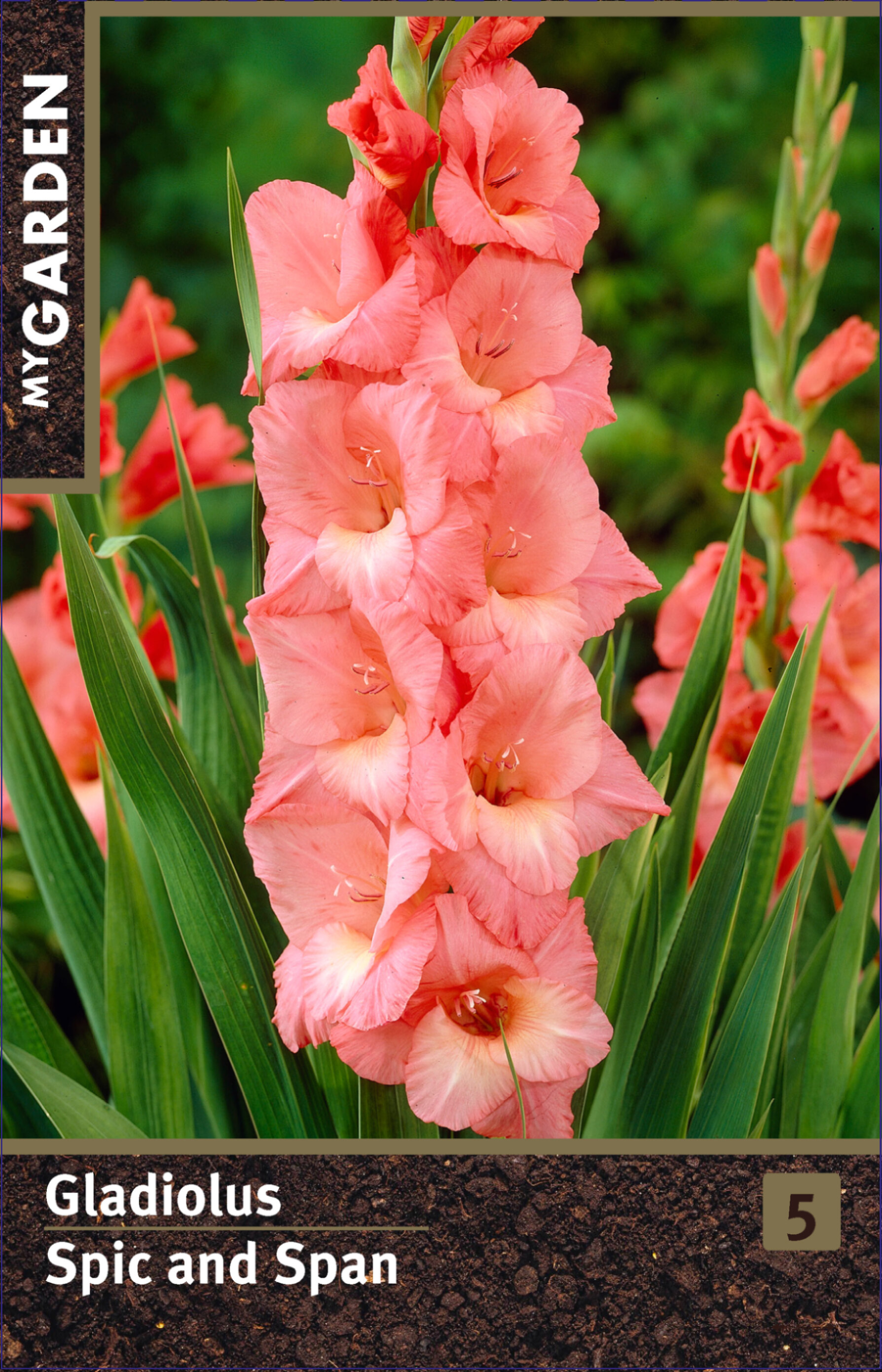 Гладиолус крупноцветковый Спик Энд Спан